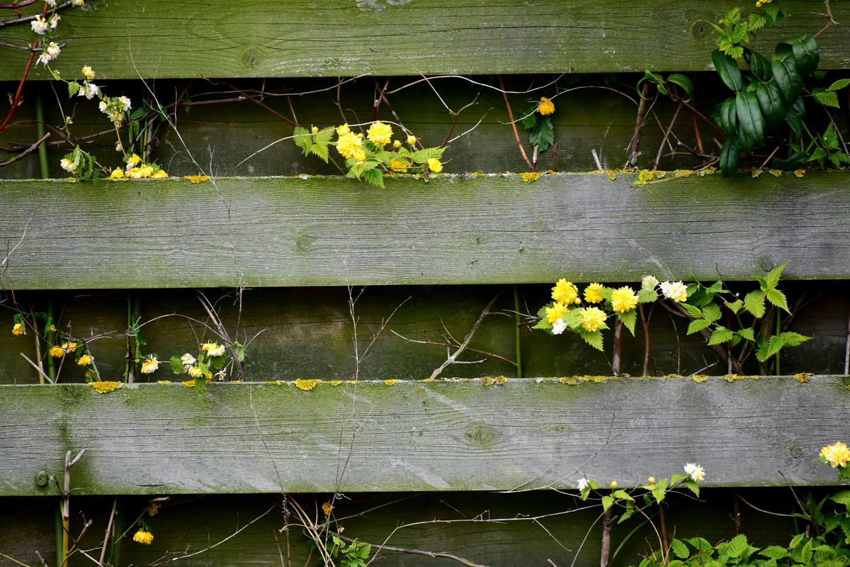 A wooden fence in a backyard, symbolizing the use of social media for a fence enterprise.